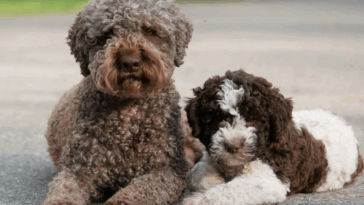 lagotto romagnolo for adoption