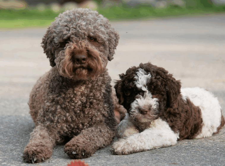 lagotto romagnolo for adoption