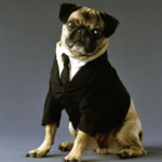 Dog in men in black