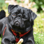 Creative Pug Names Based on Personality