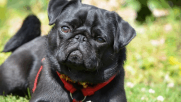 Creative Pug Names Based on Personality