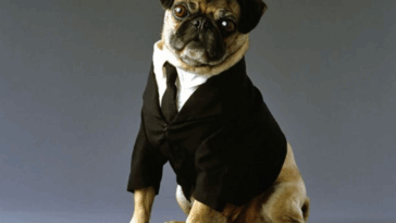 Dog in men in black