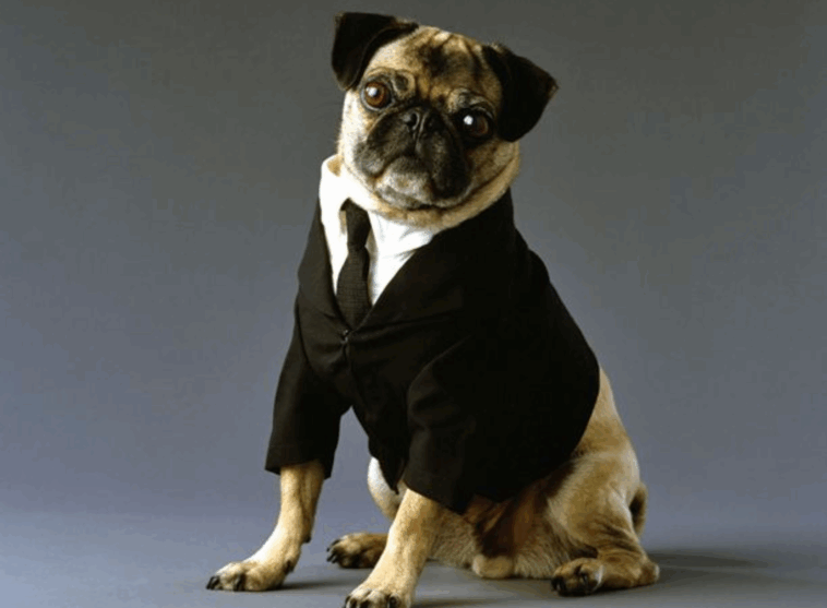 Dog in men in black