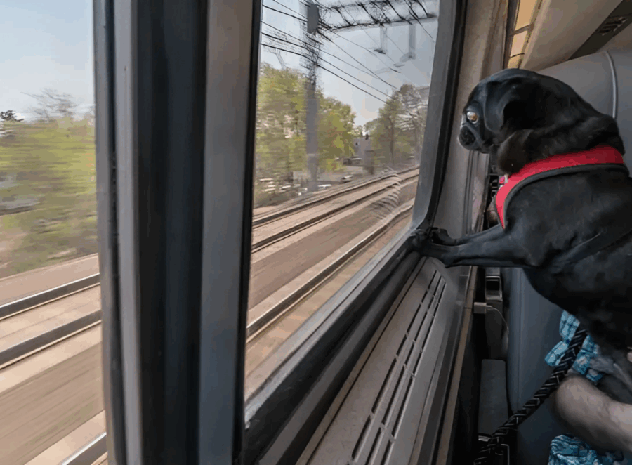 Traveling with a Pug Puppy