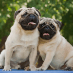 Best Dog Food Brands for Pugs