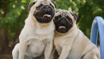 Best Dog Food Brands for Pugs