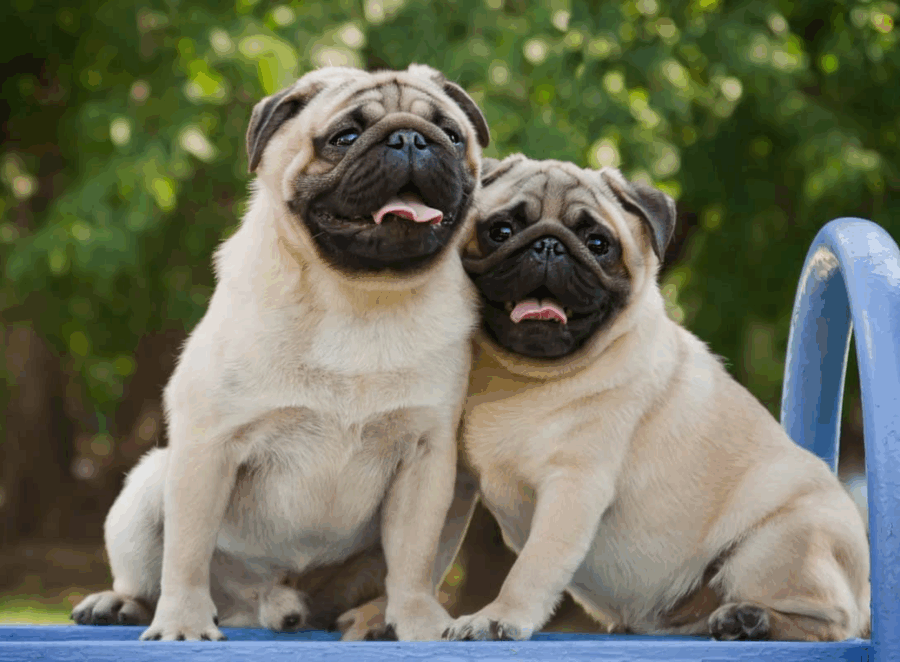 Differences Between Male and Female Pugs
