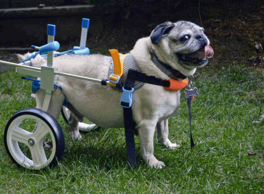 Managing Hip Dysplasia in Older Pugs