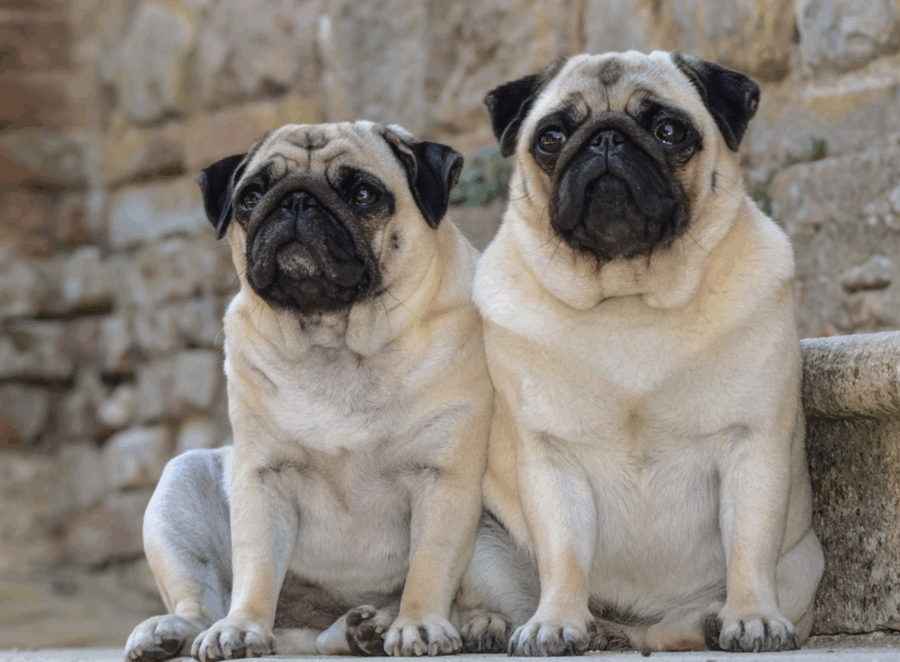 The Pugs Role in the Development of Other Breeds