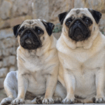 Best Dog Food Brands for Pugs