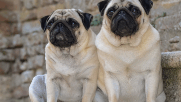 Best Dog Food Brands for Pugs