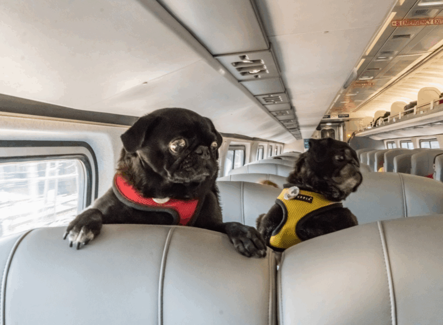 Traveling with a Pug Puppy