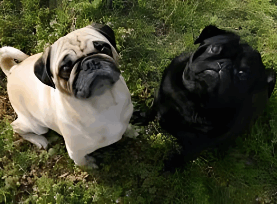 Differences Between Male and Female Pugs