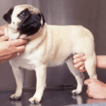 When to Take Your Pug to the Emergency Vet