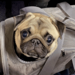 Traveling with a Pug Puppy