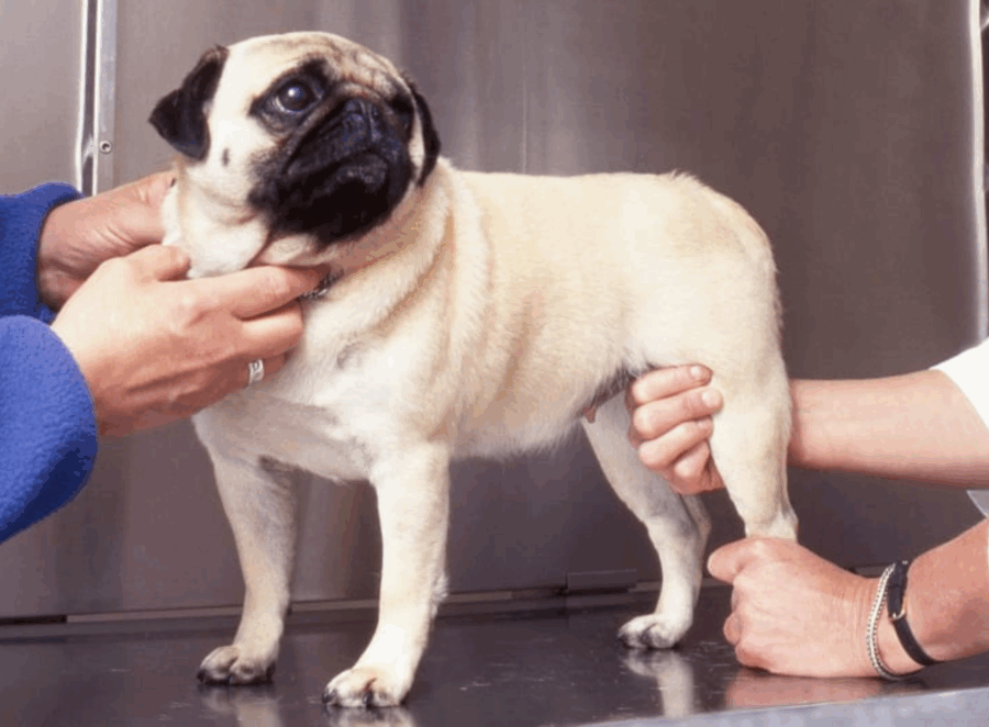When to Take Your Pug to the Emergency Vet