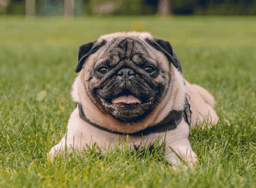 How Long Do Pugs Live Tips for a Long Life