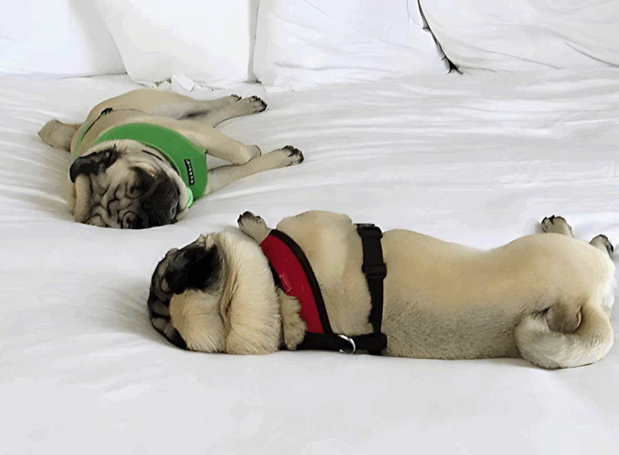 Can Pugs Sleep in Your Bed