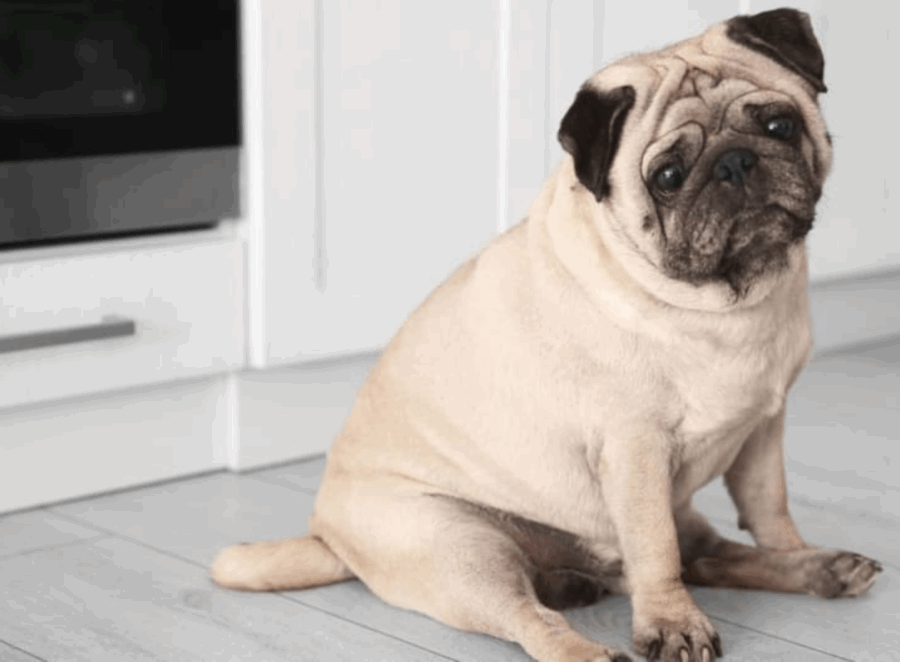 Managing Hip Dysplasia in Older Pugs