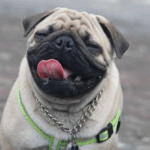 Understanding Pug Body Posture