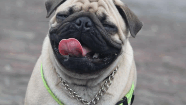 Understanding Pug Body Posture