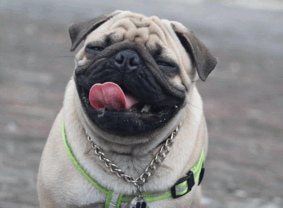 Understanding Pug Body Posture