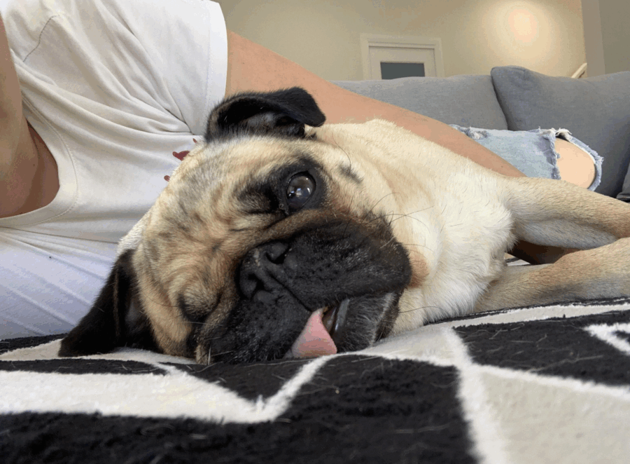 Can Pugs Sleep in Your Bed