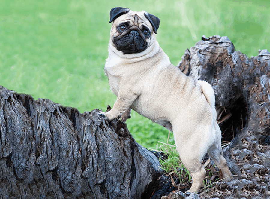 Interesting Facts You Didn’t Know About Pugs