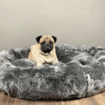 Can Pugs Sleep in Your Bed