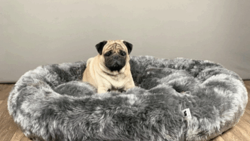 Can Pugs Sleep in Your Bed