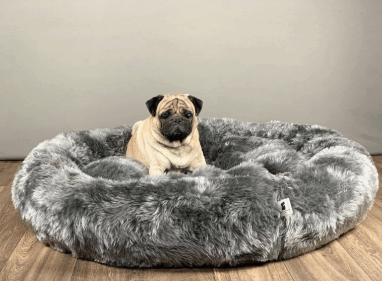 Can Pugs Sleep in Your Bed