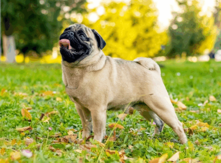 Interesting Facts You Didn’t Know About Pugs