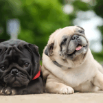 What Makes Pugs So Popular
