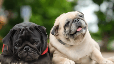 What Makes Pugs So Popular