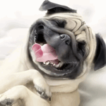 Tips for Grooming Your Pug at Home