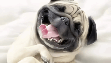 Tips for Grooming Your Pug at Home