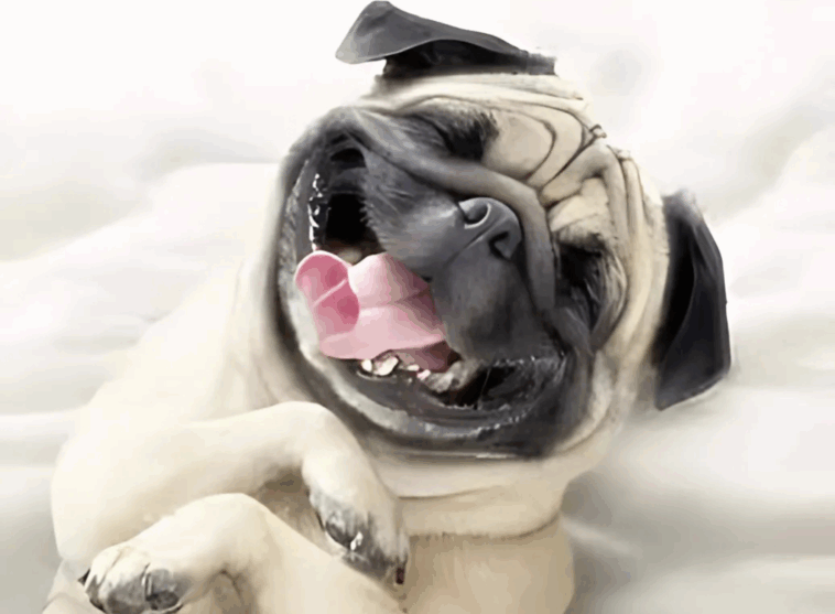 Tips for Grooming Your Pug at Home