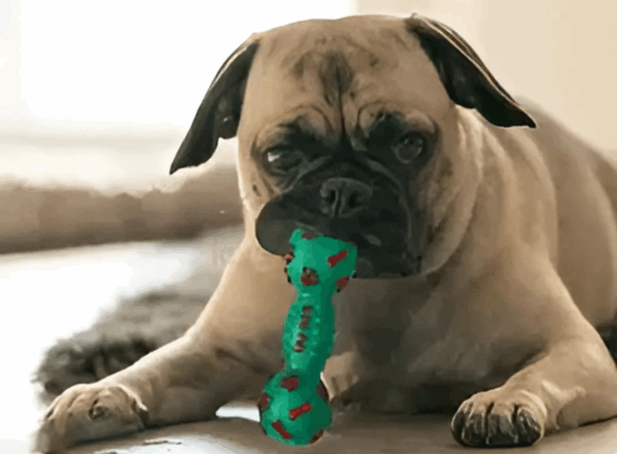 Best Toys for Teething Pug Puppies