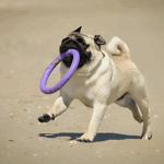 Fun Indoor Games for Your Pug