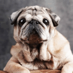 How to Make Your Pug Smell Better