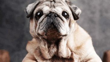 How to Make Your Pug Smell Better