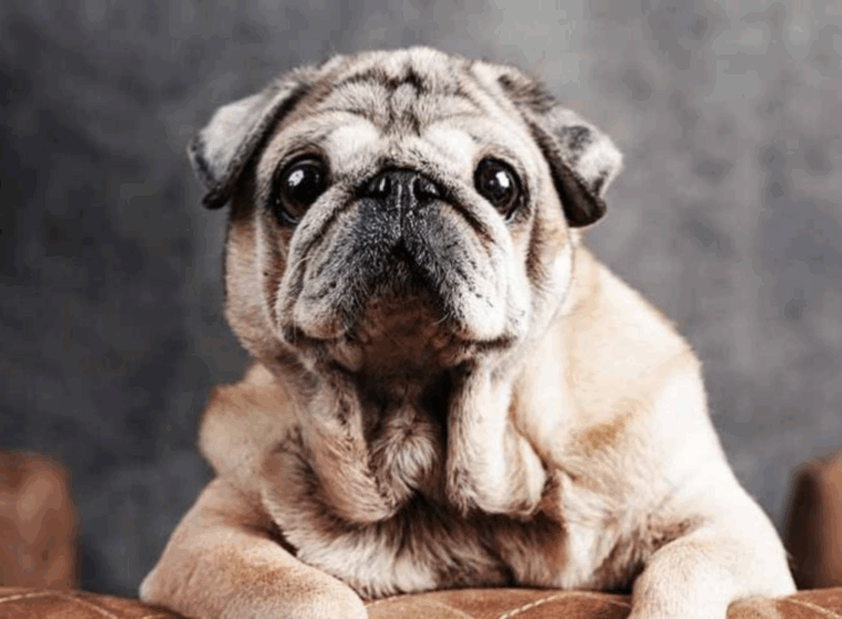 How to Make Your Pug Smell Better