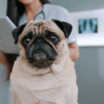 Preparing for Your Pugs First Vet Visit