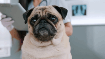 Preparing for Your Pugs First Vet Visit