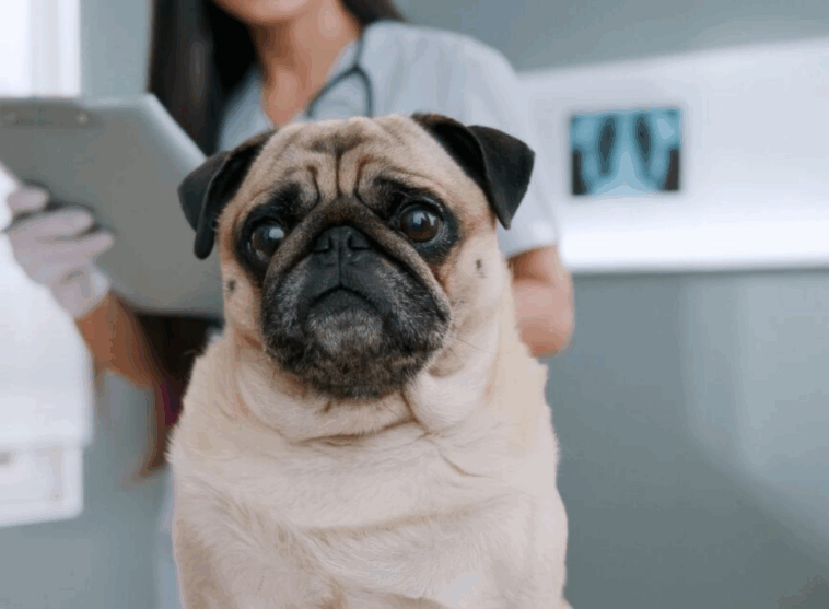 Preparing for Your Pugs First Vet Visit