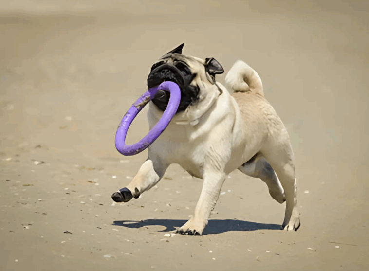 Fun Indoor Games for Your Pug