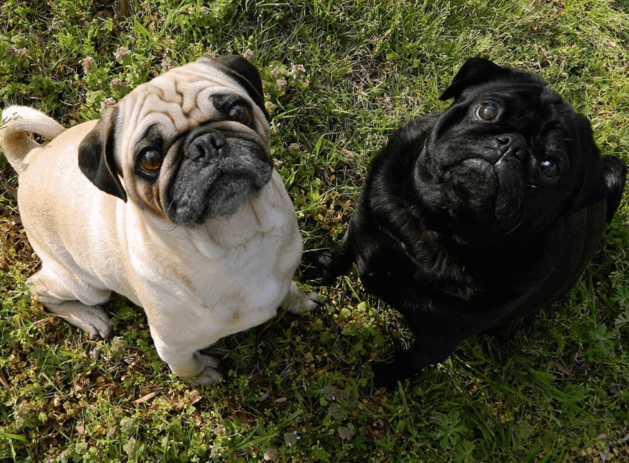 How to Stop Your Pug from Barking Excessively