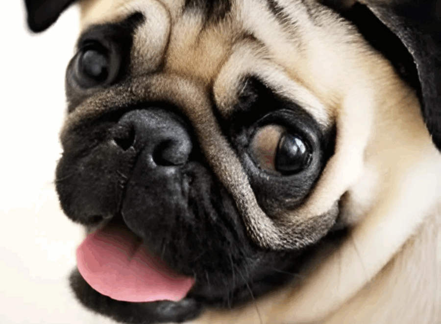 Signs of Eye Problems in Pugs