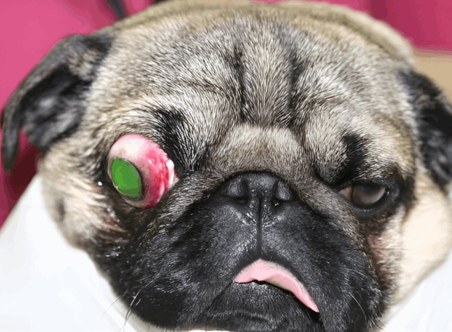 Signs of Eye Problems in Pugs