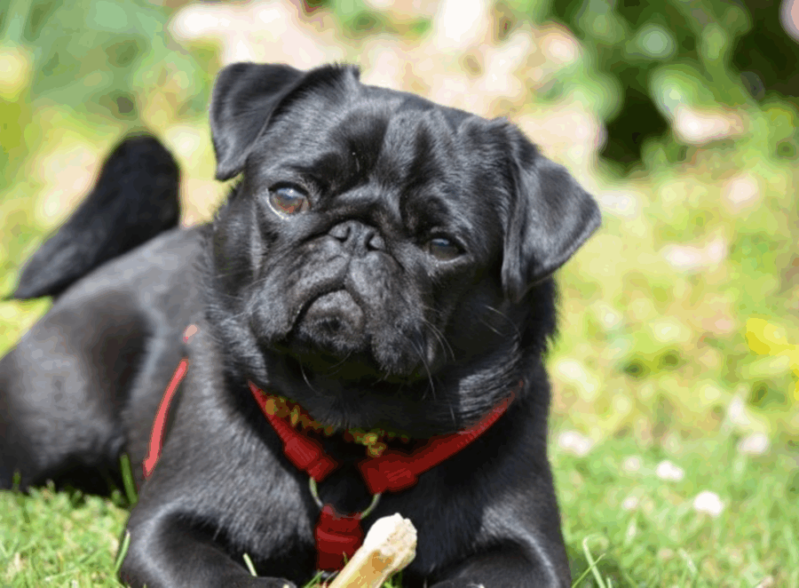 What Makes Pugs So Popular